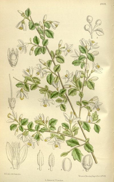 Styrax wilsonii, Styracaceae da J.N. Fitch